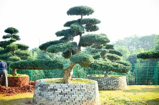 高品質(zhì)造型羅漢松 湖南供應(yīng)與天津市場價(jià)格解析