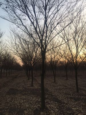 精選優(yōu)質(zhì)苗木供應(yīng)，打造綠色生態(tài)之美