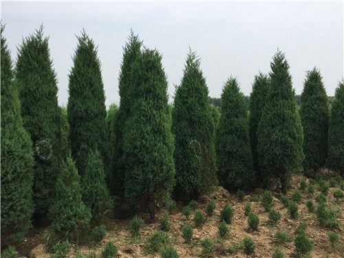 陜縣河南檜綠化苗木服務(wù) 放心可靠的綠色選擇與農(nóng)副產(chǎn)品銷(xiāo)售