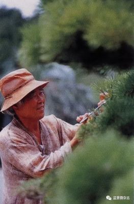 從接待過領導人的盆景園，看一個農夫的產業生命旅程