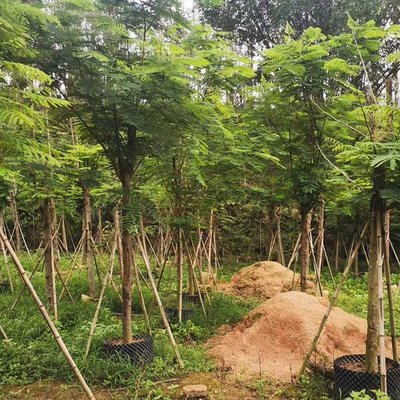 紅花映日，綠意成蔭 鳳凰木容器苗與綠化工程全案解析